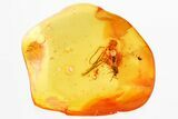 Detailed Fossil Parasitoid Wasp (Proctotrupidae) In Baltic Amber #362677-1